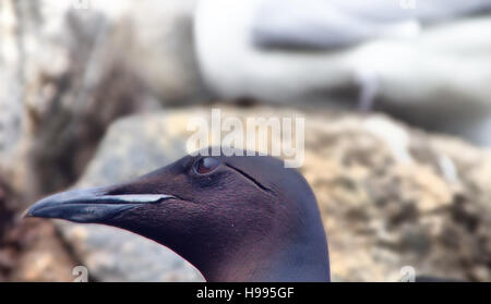 Purposefulness and inspiration 1. Close-up portrait of Atlantic murre (Uria aalge) Stock Photo