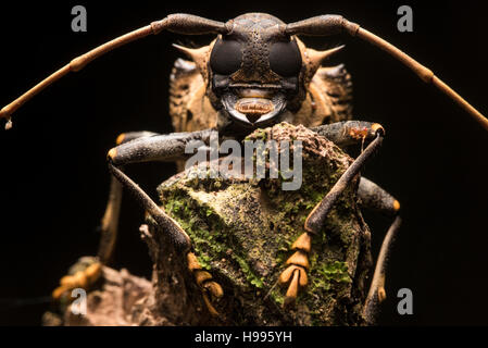 A Beetle portrait from the Peruvian jungle. Stock Photo