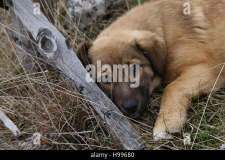 A stray puppy laying on a grass. Stock Photo