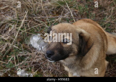 A stray puppy looking up. Stock Photo