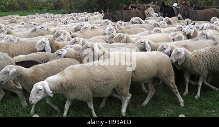 many white sheep in the flock in winter grazing on the lawn Stock Photo