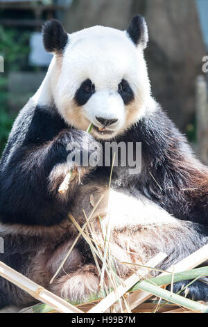 Giant panda eating bamboo close up Stock Photo