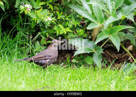 Female Blackbird searching for food  in a UK garden Stock Photo