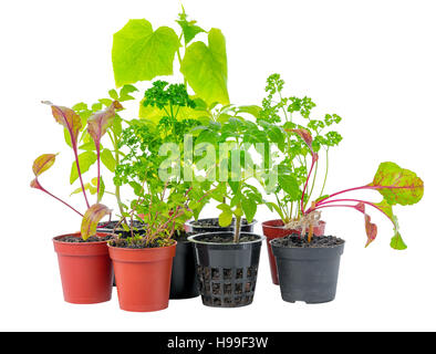 setting of young seedling of fresh green vegetable plant in flower pots, isolated on white background, close up Stock Photo