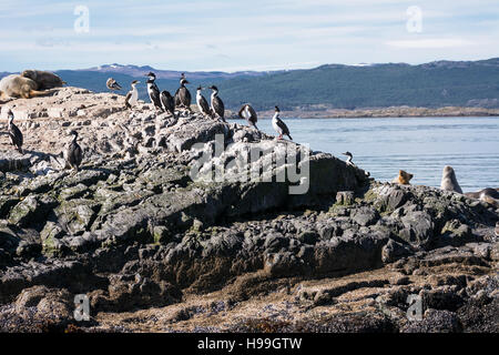 Cormorants on island in Beagle channel Stock Photo