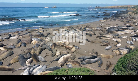 Elephant seals lying on beach, San Simeon, California, USA Stock Photo