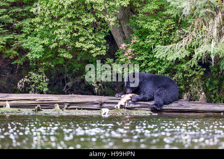 A coastal Black Bear feeding on a Chum Salmon freshly caught from the river, Tongass National Forest, Southeast Alaska Stock Photo