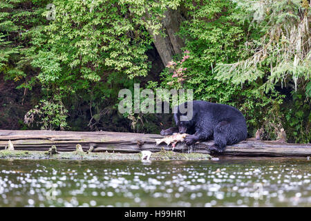 A coastal Black Bear feeding on a Chum Salmon freshly caught from the river, Tongass National Forest, Southeast Alaska Stock Photo