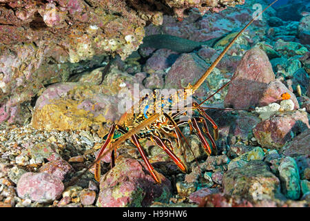 brown spiny lobster, Malpelo Island, Colombia, East Pacific Ocean Stock Photo