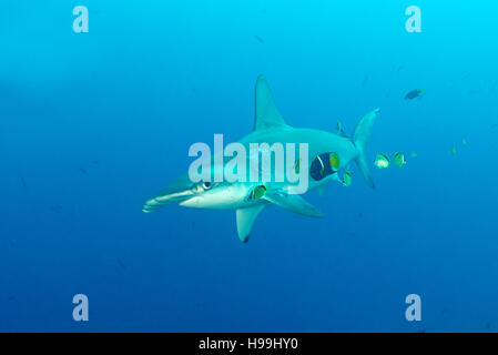 Scalloped hammerhead shark getting cleaned by King anglefish and some Barberfish, Malpelo Island, Colombia, East Pacific Ocean Stock Photo