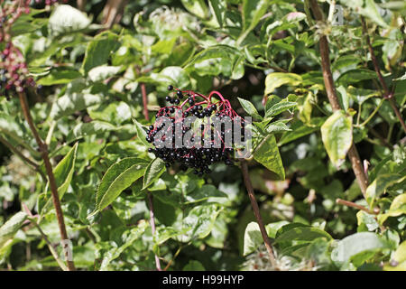 Elder Sambucus nigra berries Stock Photo