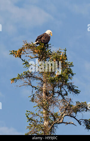 Bald eagle perched on top of tree, Tongass National Forest, Alaska Stock Photo