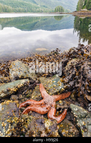 Starfish, Tongass National Forest, Alaska Stock Photo