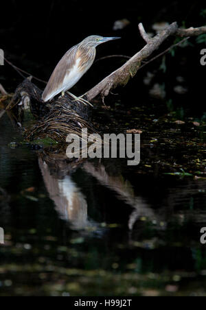 Squacco Heron, (Ardeola ralloides), immature/winter adult, standing on a branch in the river, Danube Delta, Romania. Stock Photo