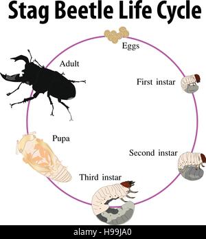 Vector illustration of Stag beetle life cycle Stock Vector