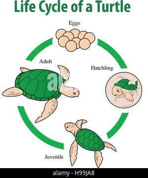 Vector illustration of Turtle life cycle Stock Vector