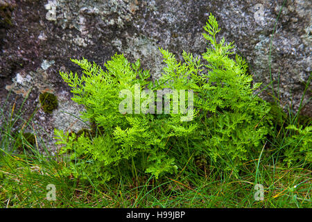 Parsley fern Cryptogramma crispa beside the road to Arrun Pyrenees National Park France Stock Photo