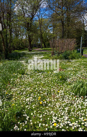 Daisy Bellis perennis Danny Cracknell Pocket Park Ringwood Hampshire England UK Stock Photo