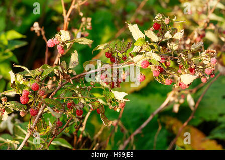 Twig wild raspberries with red sweet berries close-up. Stock Photo