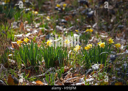 Wild daffodil Narcissus pseudonarcissus Pamber Forest Hampshire and Isle of Wight Wildlife Trust Reserve near Pamber Heath Hampshire England UK 2016 Stock Photo