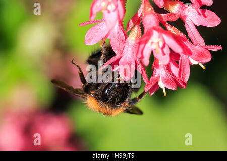 Sunlit Hover fly feeding on open red flowers in an English garden Stock Photo