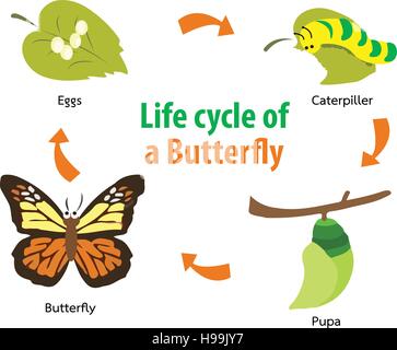 Vector illustration of  Butterfly life cycle Stock Vector