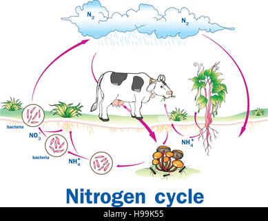 Nitrogen Cycle  Study Page