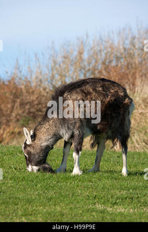 Domestic puck goat eating grass, Ireland Stock Photo