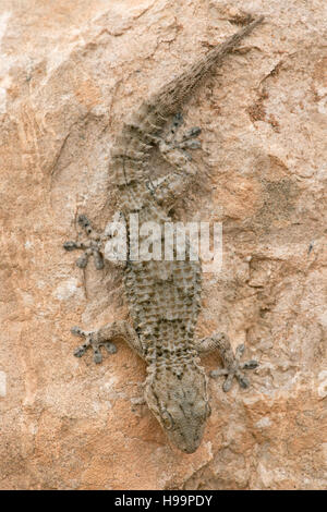 Moorish Gecko (Tarentola Mauritanica) Stock Photo