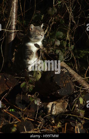 Tabby cat in garden with logs Stock Photo - Alamy