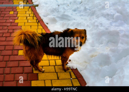 Frozen dog on the path with snow in the yard of a private house Stock Photo