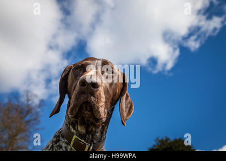 Low Angled portrait of a German Shorthaired Pointer dog. Stock Photo