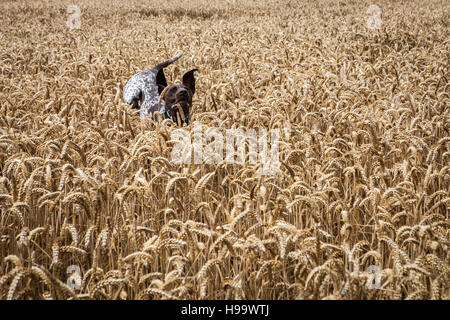 German Shorthaired Pointer dog running through a field of corn. Stock Photo