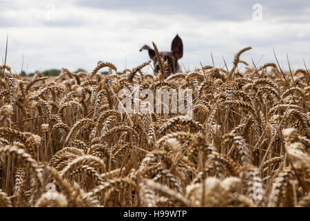 German Shorthaired Pointer dog running through a field of corn. Stock Photo