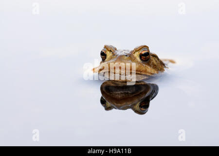 Common Toad / Erdkroete ( Bufo bufo ) while spawning season, floating, waiting for its mate, mirroring on calm water surface. Stock Photo