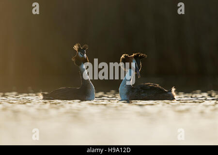 Great Crested Grebes / Haubentaucher ( Podiceps cristatus ) courting, in love, flicking back feathers, early morning backlight.