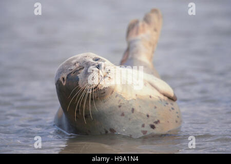 The Harbour Seal (common Seal) located at Rye Harbour, United Kingdom. Stock Photo