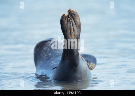 The Harbour Seal (common Seal) located at Rye Harbour, United Kingdom. Stock Photo