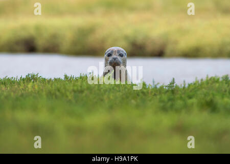 The Harbour Seal (common Seal) located at Rye Harbour, United Kingdom. Stock Photo