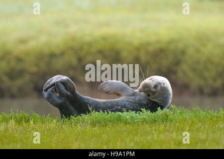 The Harbour Seal (common Seal) located at Rye Harbour, United Kingdom. Stock Photo