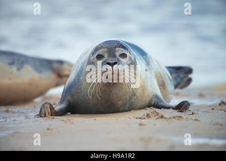 The Harbour Seal (common Seal) located at Rye Harbour, United Kingdom. Stock Photo