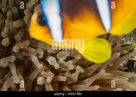 Red Sea or Twobanded Clownfish, Amphiprion bicinctus, with his host anemone, Amphiprionidae, Sharm el- Sheikh, Red Sea, Egypt Stock Photo