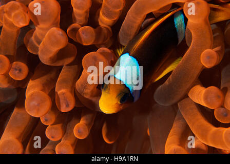 Red Sea or Twobanded Clownfish, Amphiprion bicinctus, with his host anemone, Amphiprionidae, Sharm el- Sheikh, Red Sea, Egypt Stock Photo