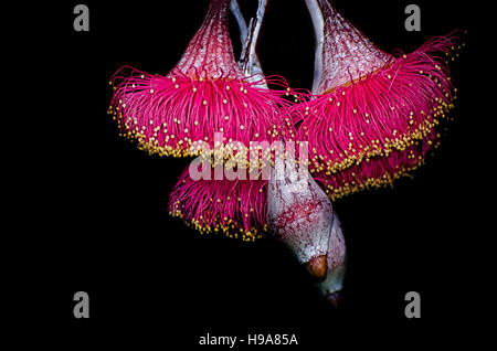 Eucalyptus Caesia , small gum tree from Western Australia. Stock Photo