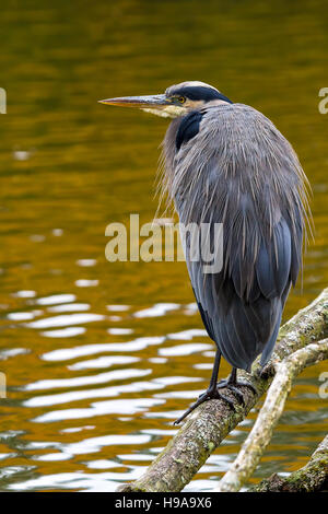 The Great Blue Heron perched on a tree branch by the lake at Crystal Springs Rhododendron Garden in Portland Oregon Stock Photo