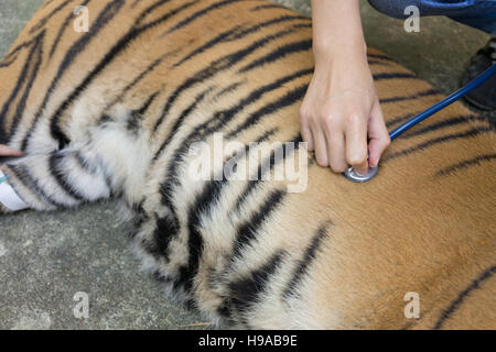 veterinarian treat the tiger in a zoo Stock Photo