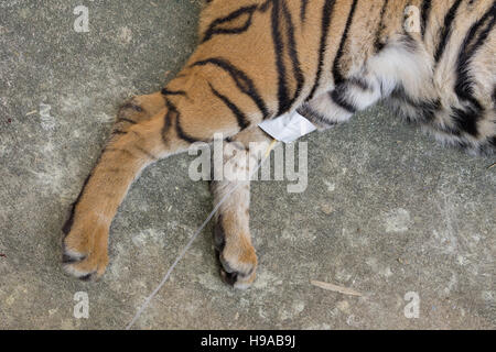 veterinarian treat the tiger in a zoo Stock Photo