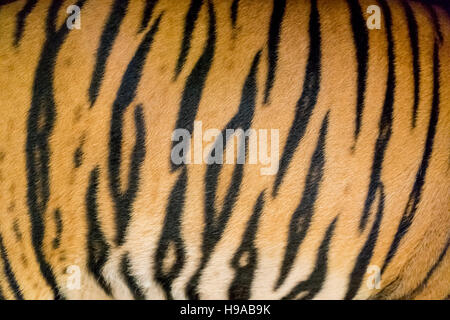 background texture of real bengal tiger skin Stock Photo