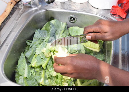 Washing organic spinach Stock Photo