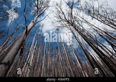 Aftermath of the 2016 Madeira forest fire, Rabacal mountains, Madeira, Portugal Stock Photo